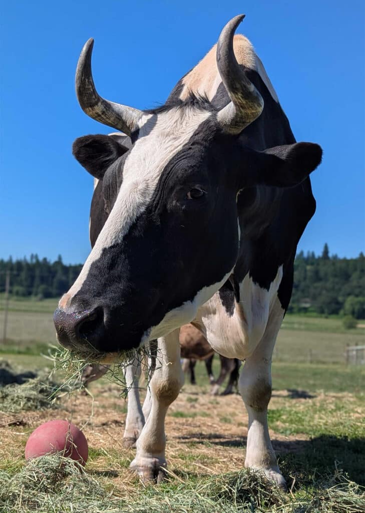 Black and white cow eating hay and looking at the camera.